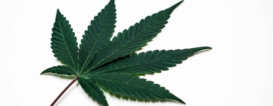 Jak dlouho zůstává marihuana v těle?